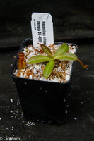 Nepenthes villosa x hamata