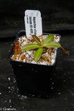 Nepenthes villosa x hamata