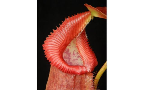 Close-up of a Nepenthes villosa x robcantleyi pitcher with a ribbed red peristome and pink interior against a dark background