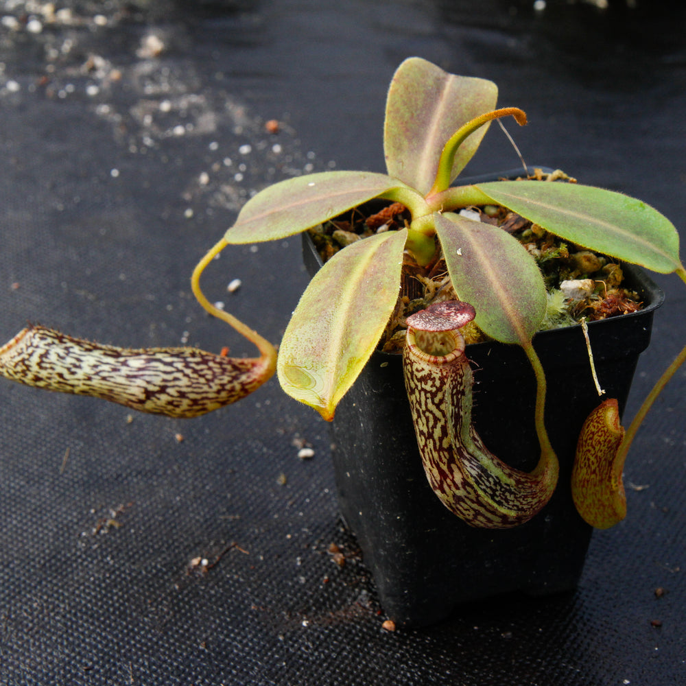 
                      
                        Nepenthes vogelii, BE-3256
                      
                    