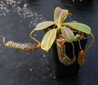 Nepenthes vogelii, BE-3256