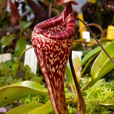 Nepenthes vogelii pitcher with maroon cream speckling and wide red striped peristome among moss