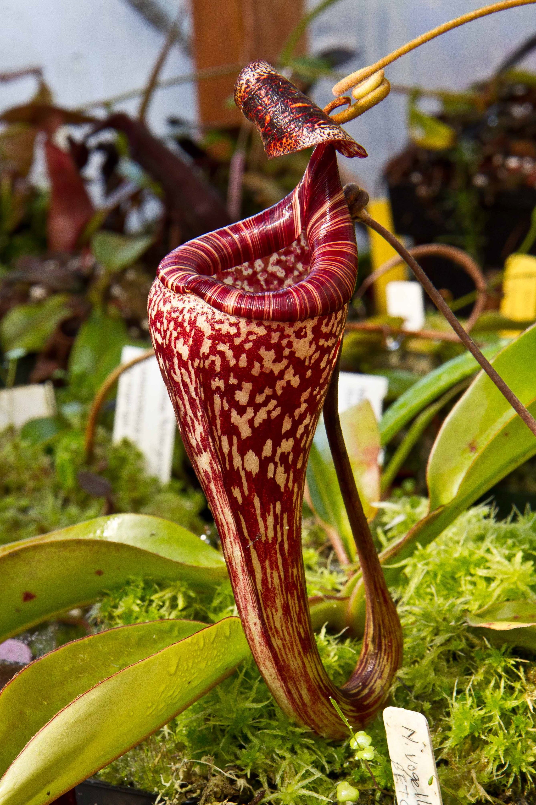 Nepenthes vogelii BE-3256