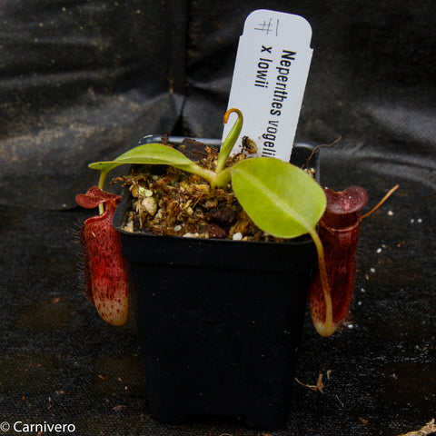 Nepenthes vogelii x lowii plant with two elongated red speckled pitchers in a small pot