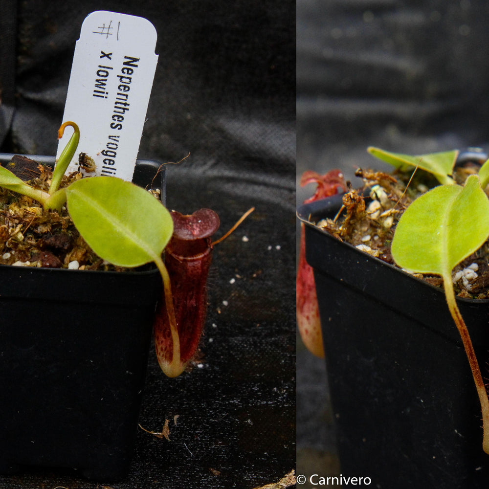 Nepenthes vogelii x lowii