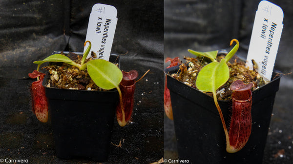 Nepenthes vogelii x lowii