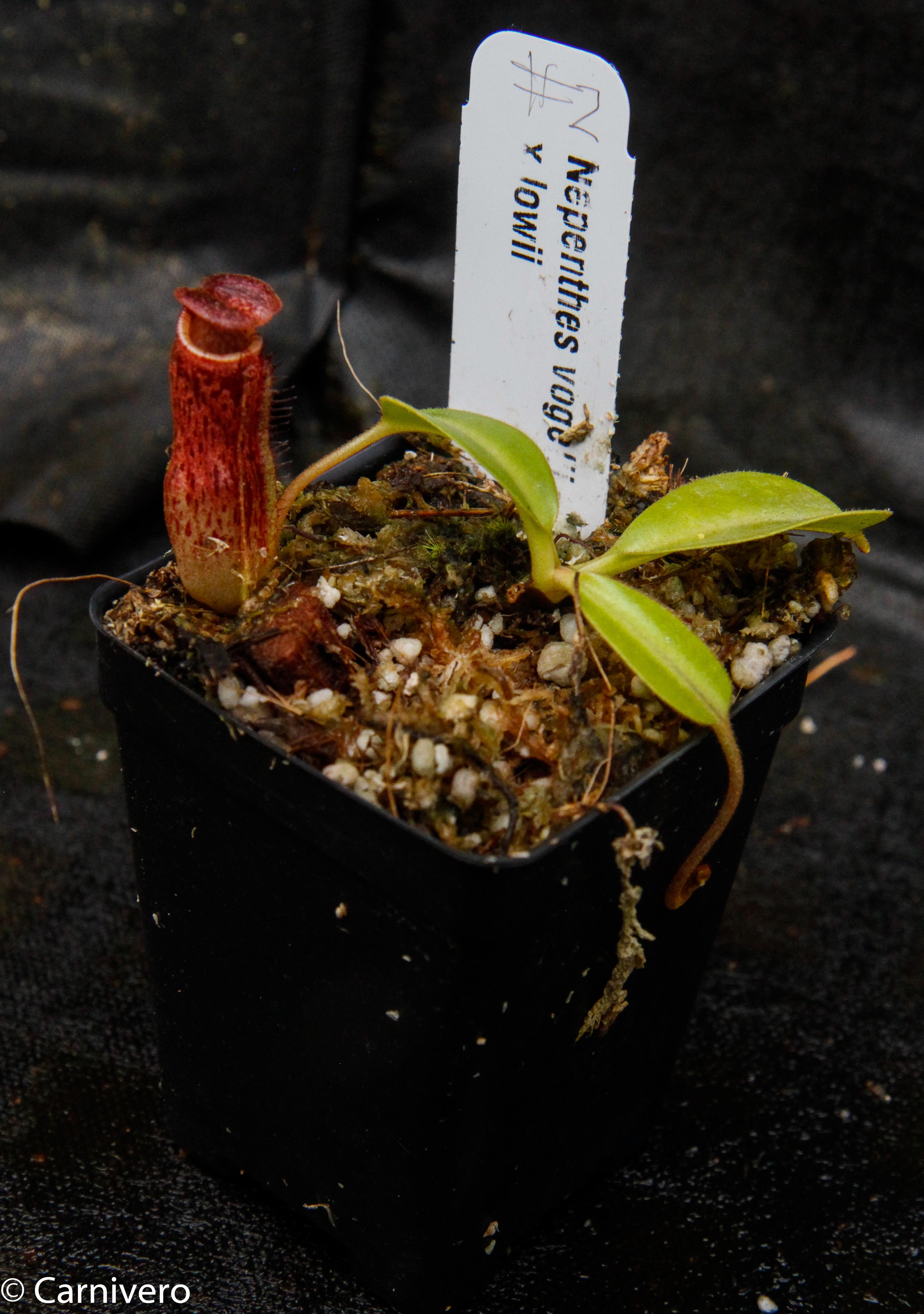 Nepenthes vogelii x lowii – Carnivero