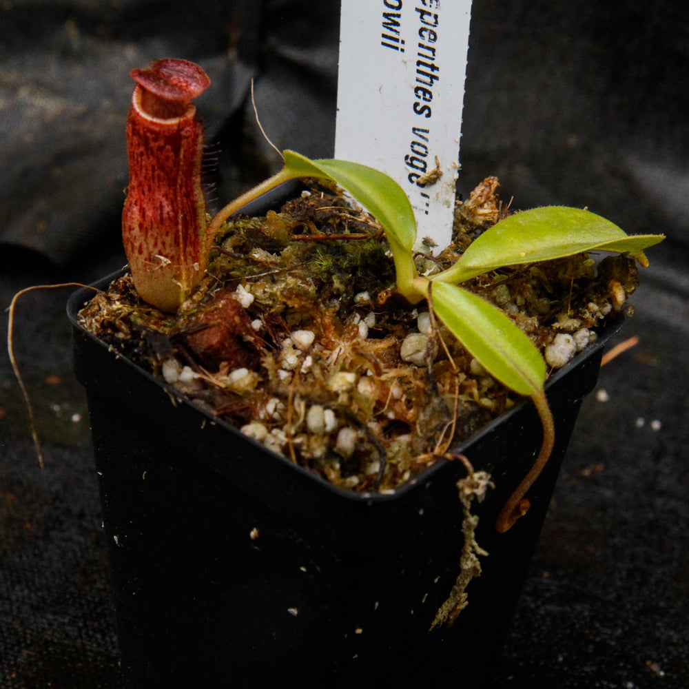 
                      
                        Nepenthes vogelii x lowii
                      
                    