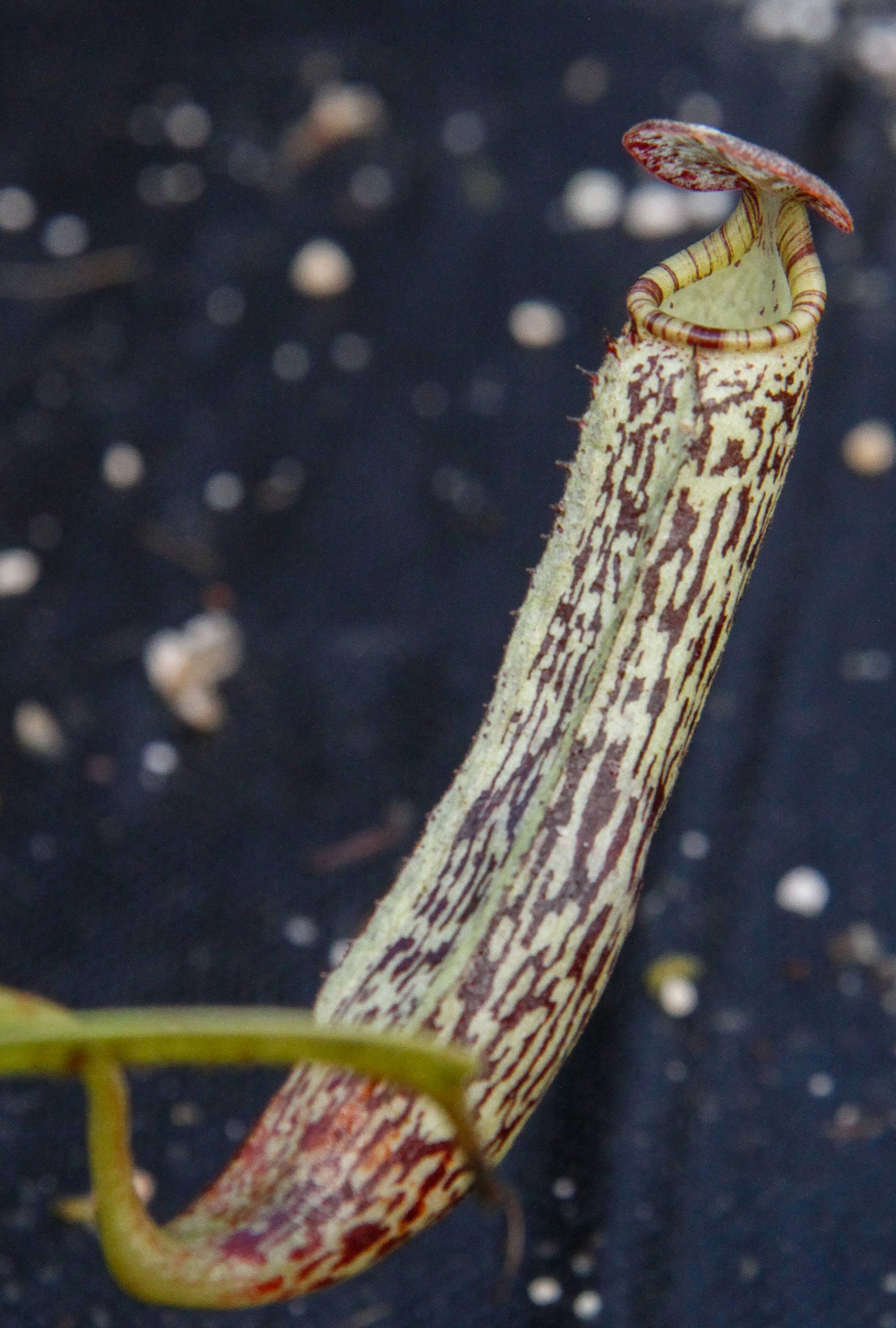 Nepenthes vogelii, BE-3256 – Carnivero
