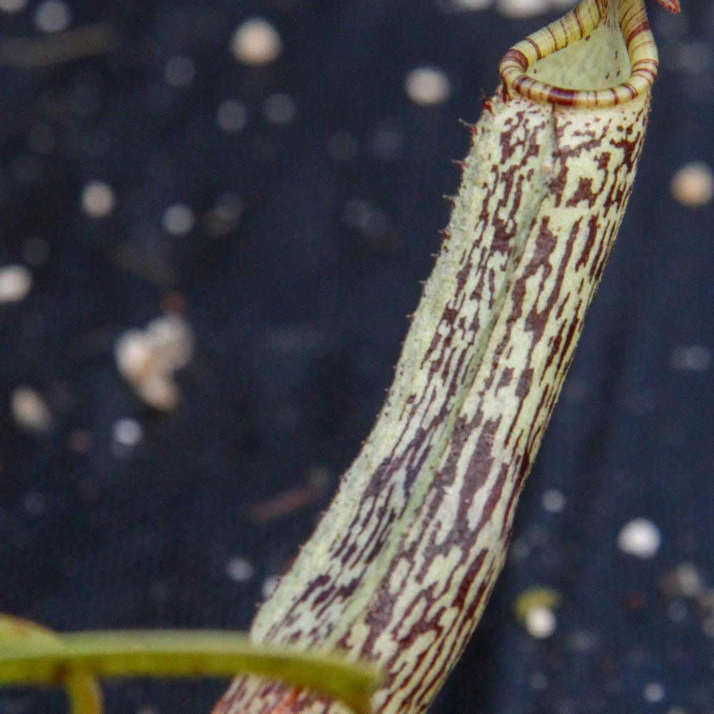 
                      
                        Nepenthes vogelii, BE-3256
                      
                    