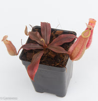 Nepenthes hookeriana - Carnivorous Pitcher Plant