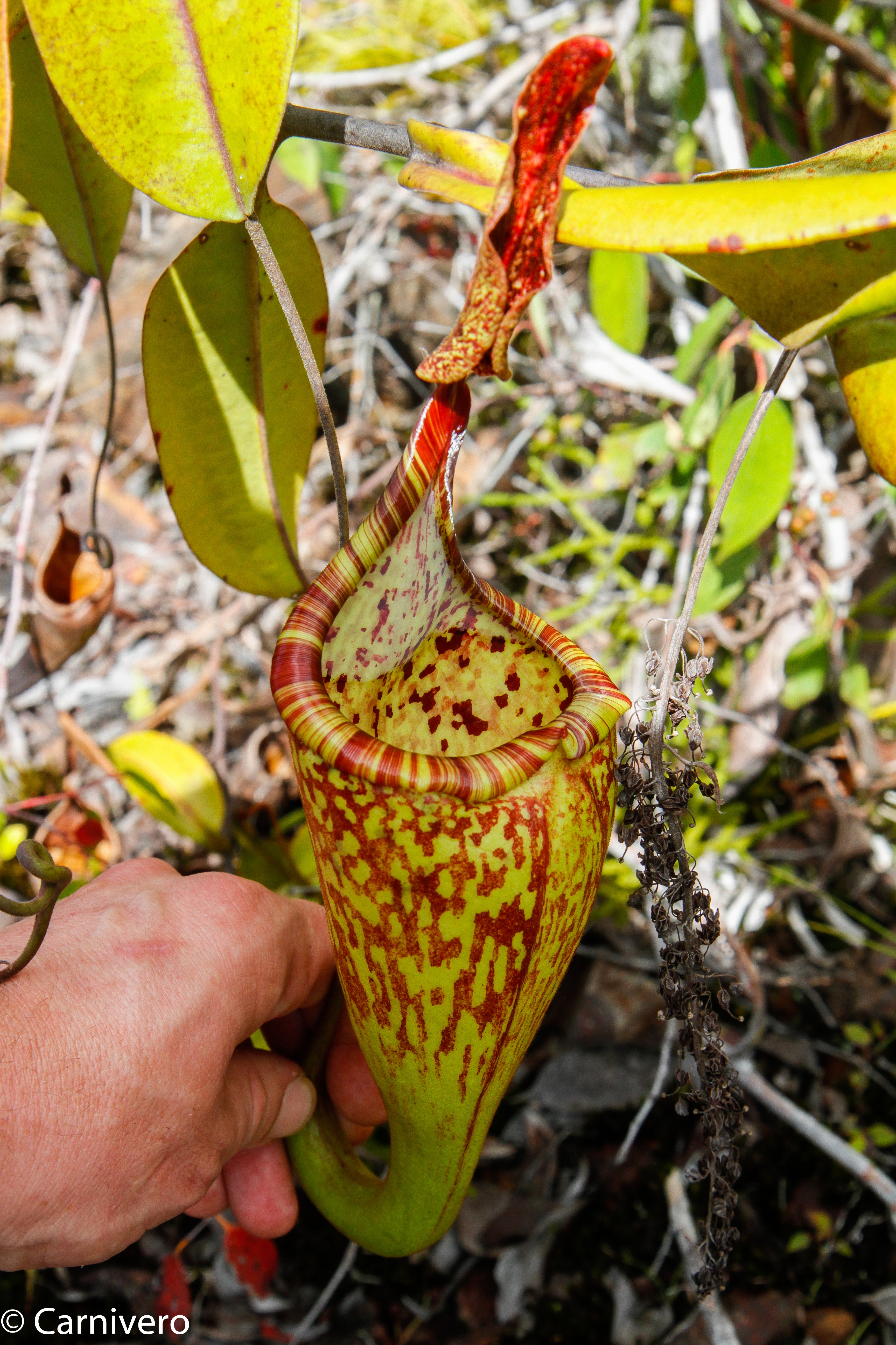 Nepenthes zakriana, BE-3465 – Carnivero