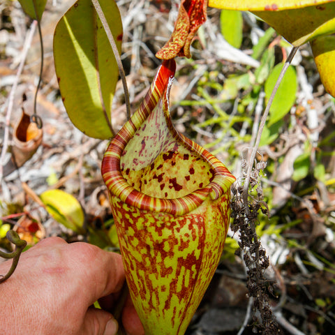 Nepenthes zakriana BE-3465 pitcher with yellow green body and red stripes