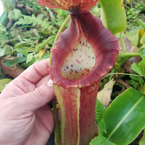 Giant maroon Nepenthes pitcher XXL specimen #2, a lowii veitchii boschiana hybrid.