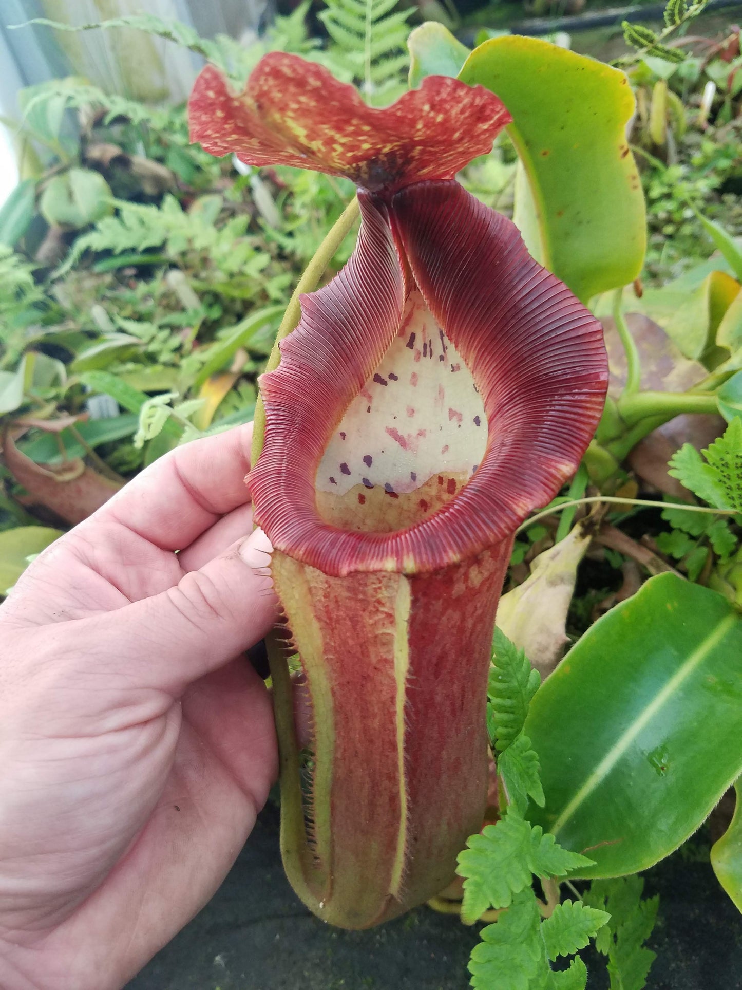 Nepenthes (lowii x veitchii) x boschiana, XXL specimen #2