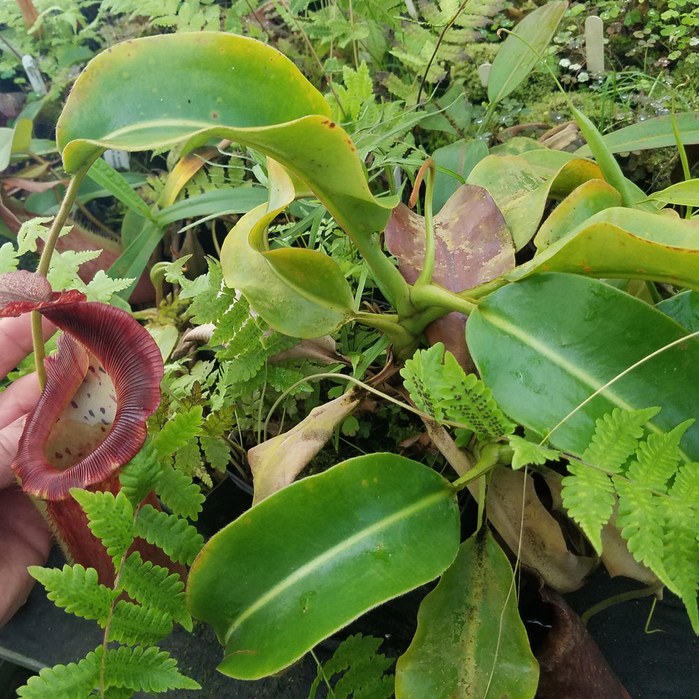 Nepenthes (lowii x veitchii) x boschiana, XXL specimen #2