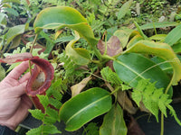 Nepenthes (lowii x veitchii) x boschiana, XXL specimen #2