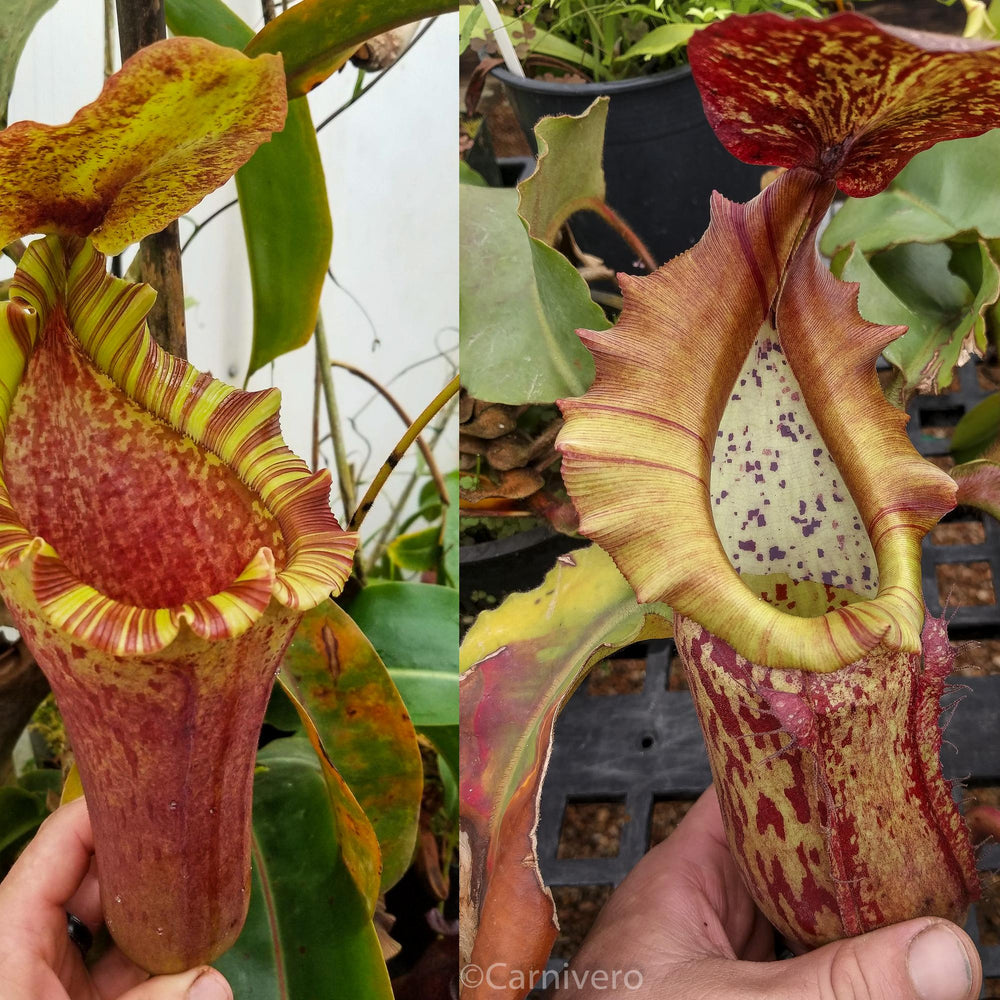 
                      
                        Nepenthes [(lowii x veitchii) x boschiana)] "Red Ruffled" x {boschiana x [truncata x (northiana x veitchii)]}, CAR-0162
                      
                    