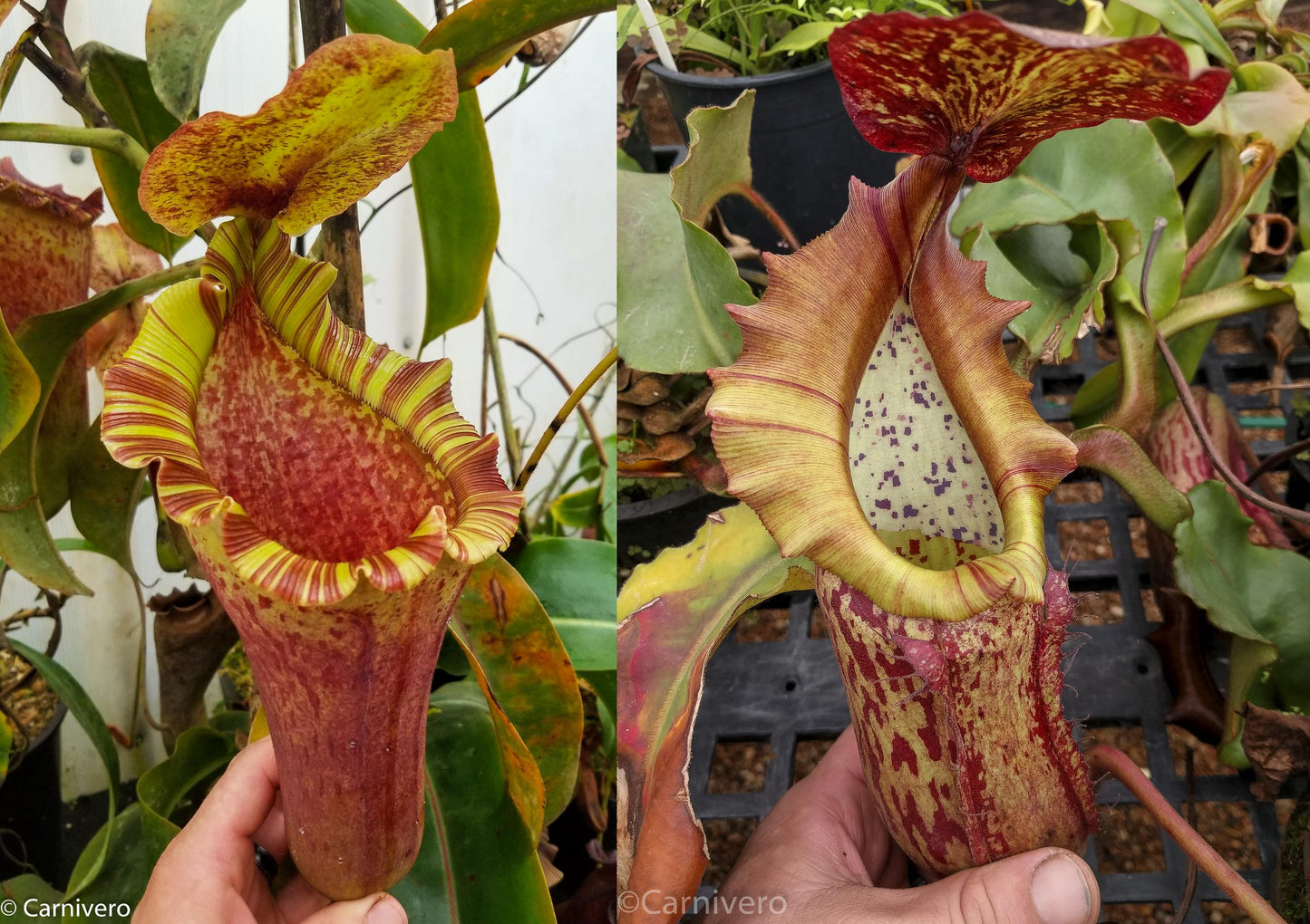 Nepenthes [(lowii x veitchii) x boschiana)] 