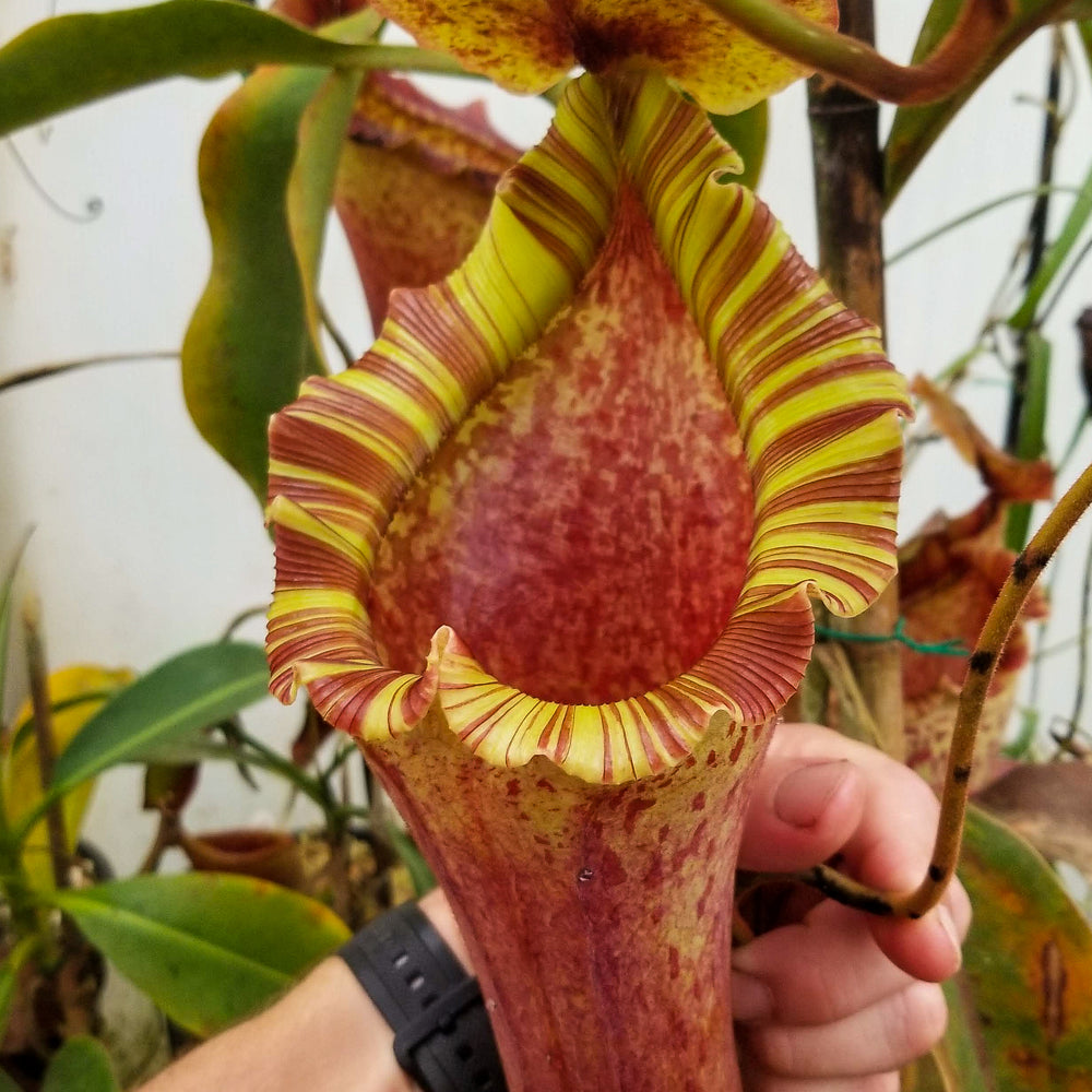 
                      
                        Nepenthes [(lowii x veitchii) x boschiana)] "Red Ruffled" x [(Rokko x boschiana) x veitchii] "Squat", CAR-0193
                      
                    