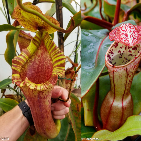 Split collage of Nepenthes pitchers from a Red Ruffled x clipeata hybrid; left pitcher striped yellow and red, right pitcher red spotted with a tall mouth