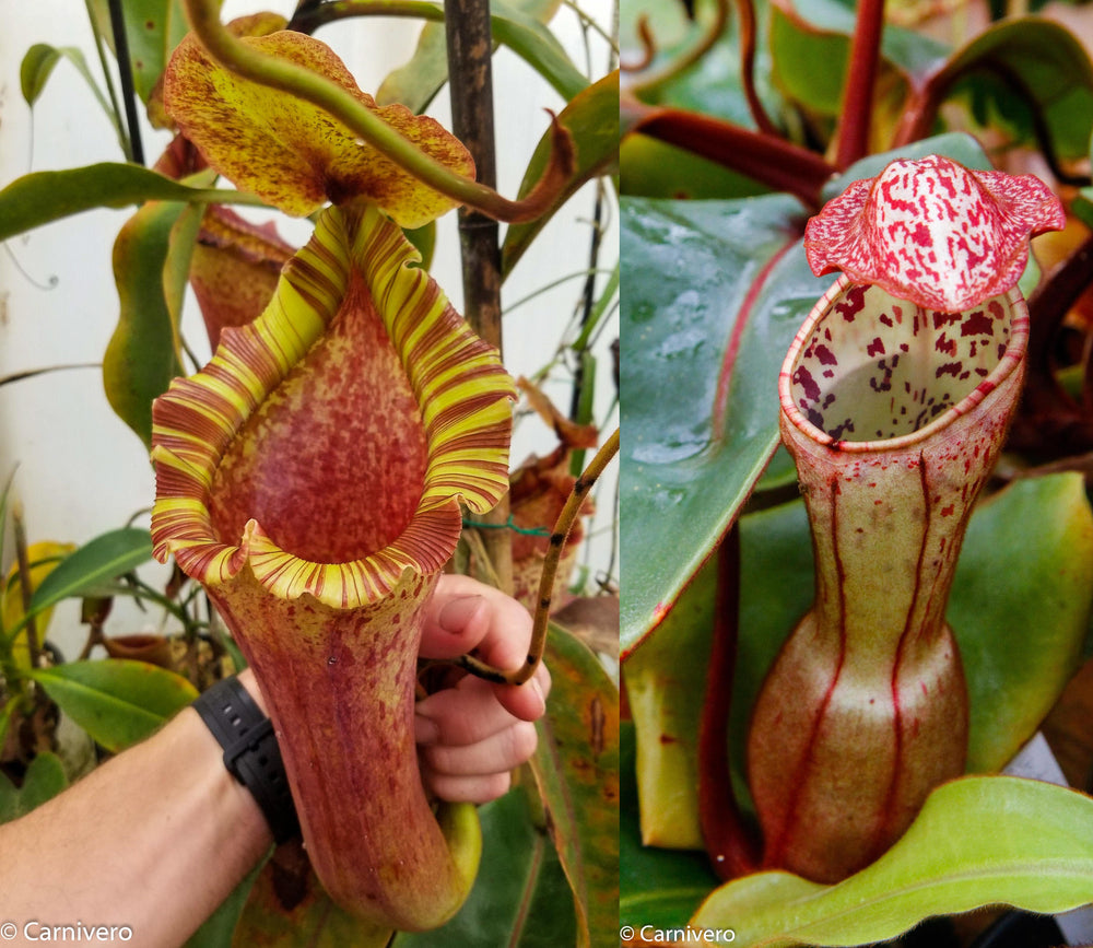 Nepenthes [(lowii x veitchii) x boschiana] -Red Ruffled x clipeata, CAR-0300