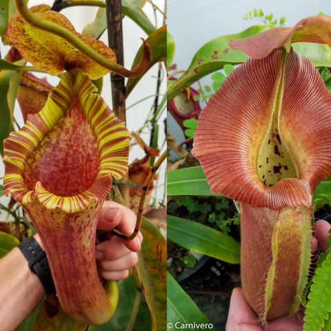 Two Nepenthes pitchers from a Red Ruffled x robcantleyi hybrid; left shows a yellow striped rim, right a tall pink ribbed pitcher.