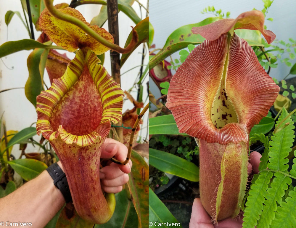 Nepenthes [(lowii x veitchii) x boschiana)] 