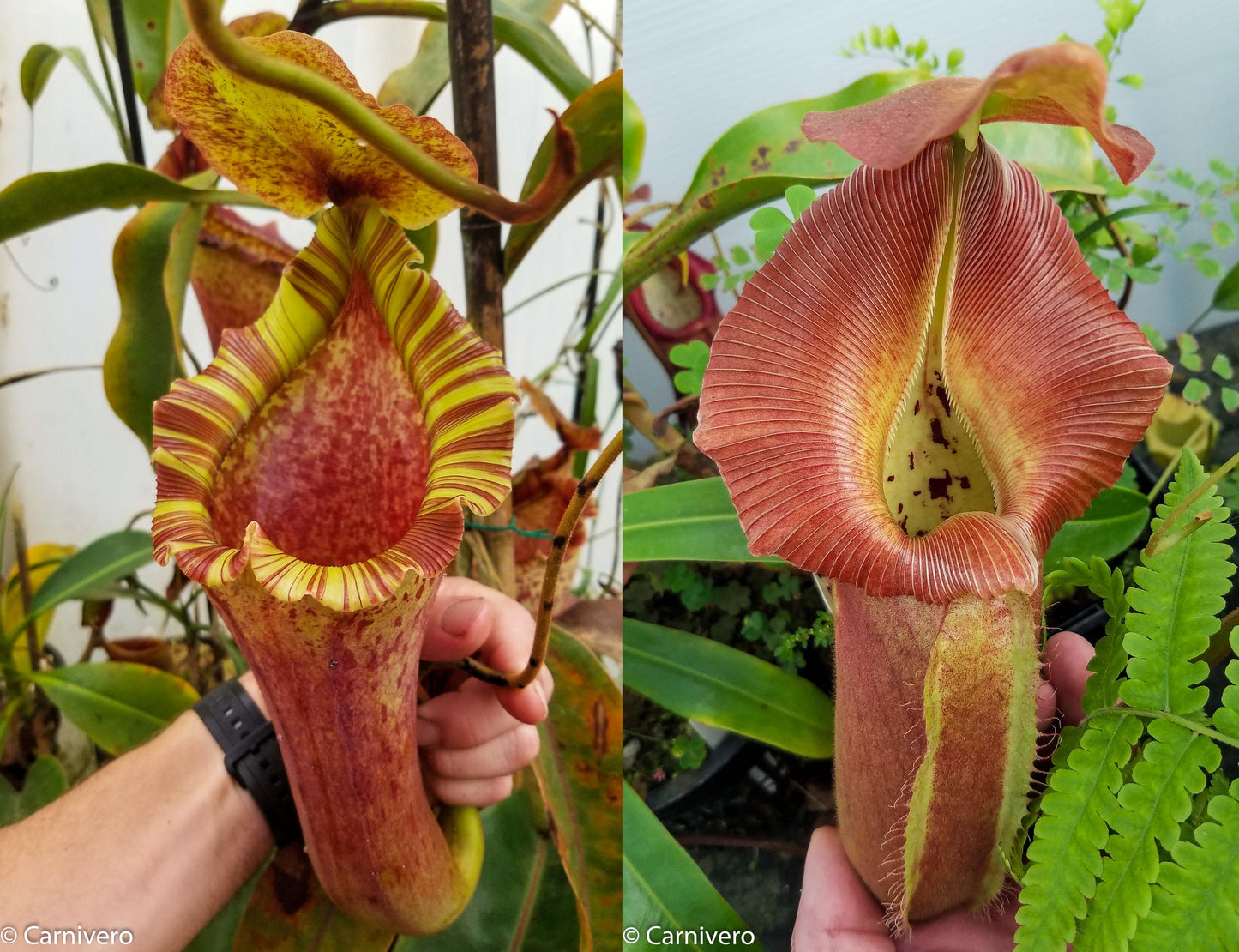 Nepenthes [(lowii x veitchii) x boschiana)] "Red Ruffled" x robcantleyi, CAR-0172