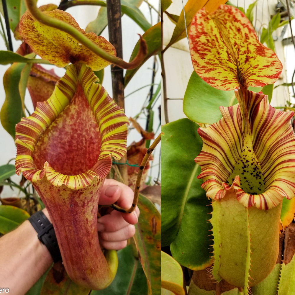 Nepenthes [(lowii x veitchii) x boschiana)] "Red Ruffled" x (truncata x veitchii (m)), CAR-0290