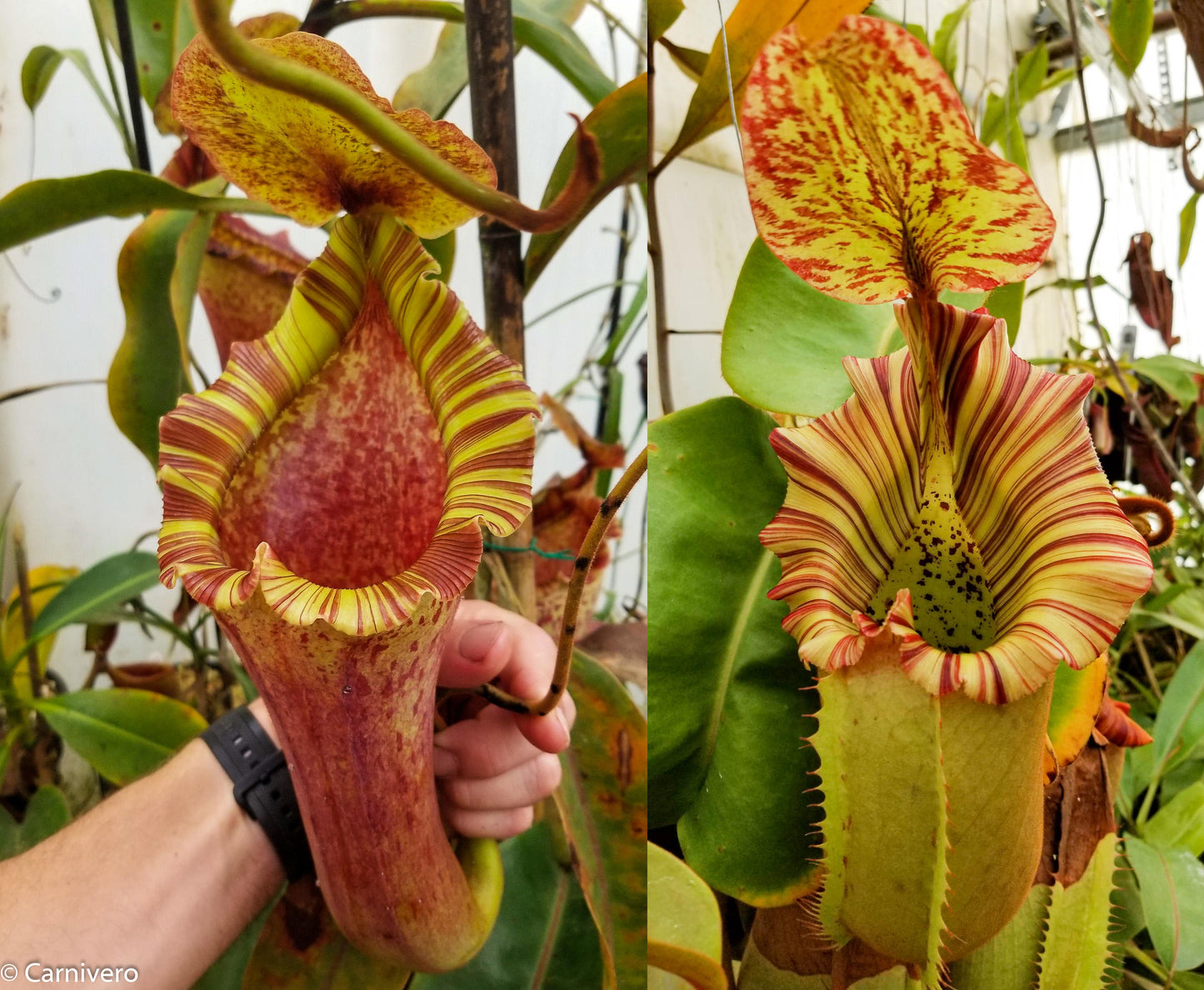 Nepenthes [(lowii x veitchii) x boschiana)] "Red Ruffled" x (truncata x veitchii (m)), CAR-0290