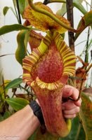 Nepenthes [(lowii x veitchii) x boschiana)] "Red Ruffled" x [(Rokko x boschiana) x veitchii] "Squat", CAR-0193