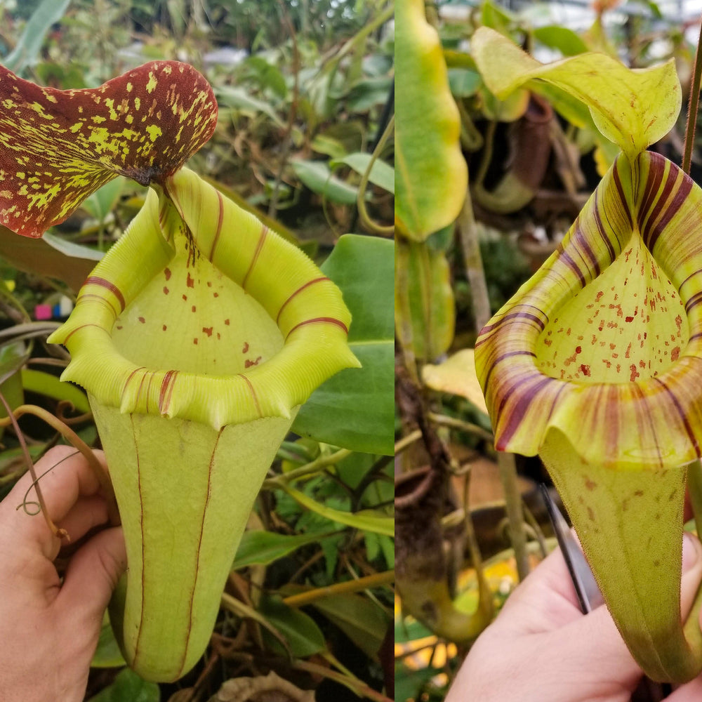 
                      
                        Nepenthes [(lowii x veitchii) x boschiana]-yellow x platychila, CAR-0084
                      
                    