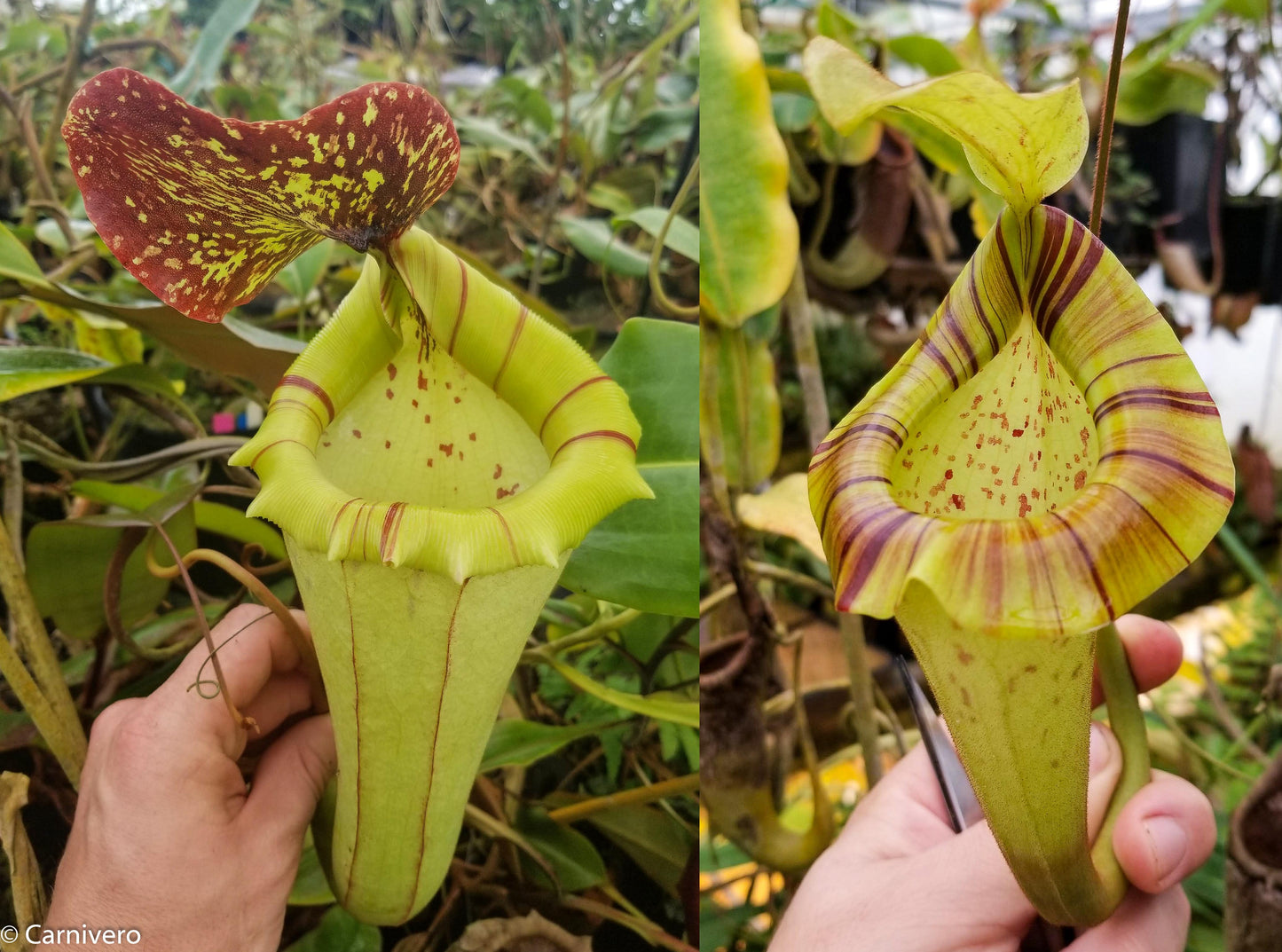 Nepenthes [(lowii x veitchii) x boschiana]-yellow x platychila, CAR-0084