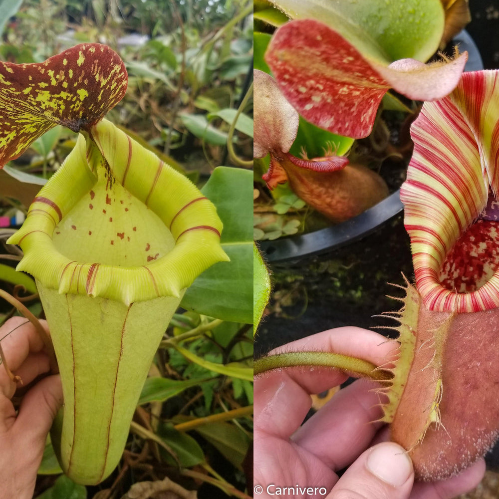 
                      
                        Nepenthes [(lowii x veitchii) x boschiana)] x veitchii "The Wave", CAR-0109
                      
                    
