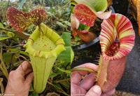 Nepenthes [(lowii x veitchii) x boschiana)] x veitchii "The Wave", CAR-0109