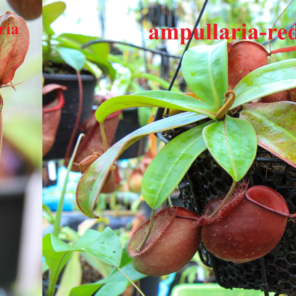 
                      
                        Nepenthes (Rayong Hybrid x ampullaria) x ampullaria-red, CAR-0004
                      
                    