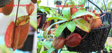 Nepenthes (Rayong Hybrid x ampullaria) x ampullaria-red, CAR-0004