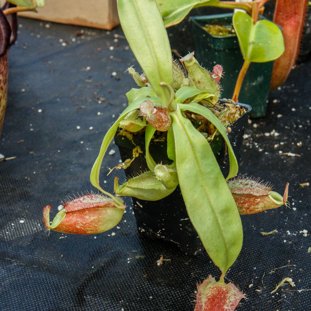 
                      
                        Nepenthes (Rayong Hybrid x ampullaria) x ampullaria-red, CAR-0004
                      
                    