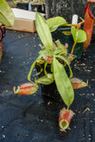 Nepenthes (Rayong Hybrid x ampullaria) x ampullaria-red, CAR-0004