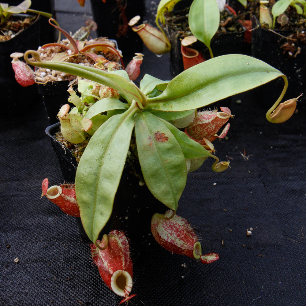 Nepenthes (Rayong Hybrid x ampullaria) x ampullaria-red, CAR-0004