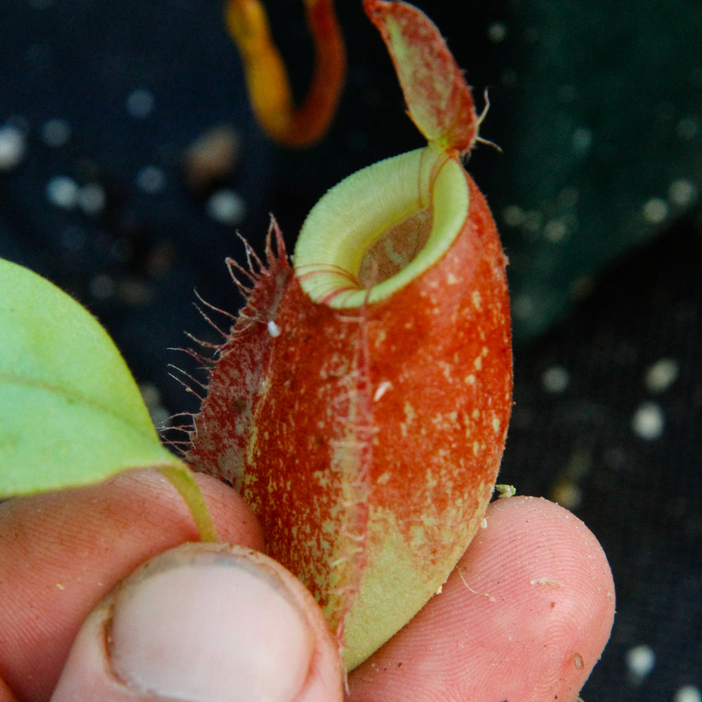 
                      
                        Nepenthes (Rayong Hybrid x ampullaria) x ampullaria-red, CAR-0004
                      
                    