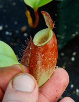 Nepenthes (Rayong Hybrid x ampullaria) x ampullaria-red, CAR-0004
