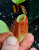 Nepenthes (Rayong Hybrid x ampullaria) x ampullaria-red, CAR-0004