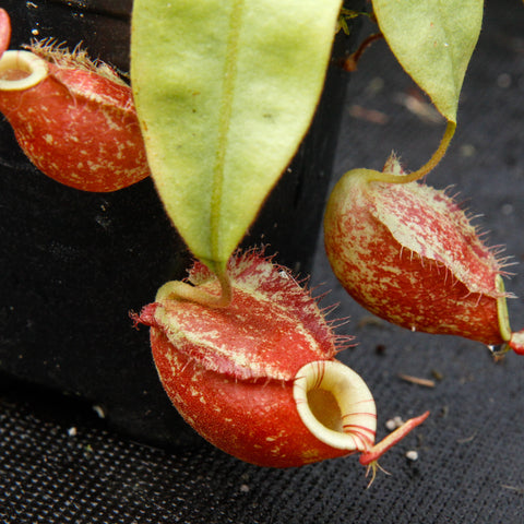 Close up of Nepenthes Rayong Hybrid x ampullaria red pitcher with pale rim and textured surface