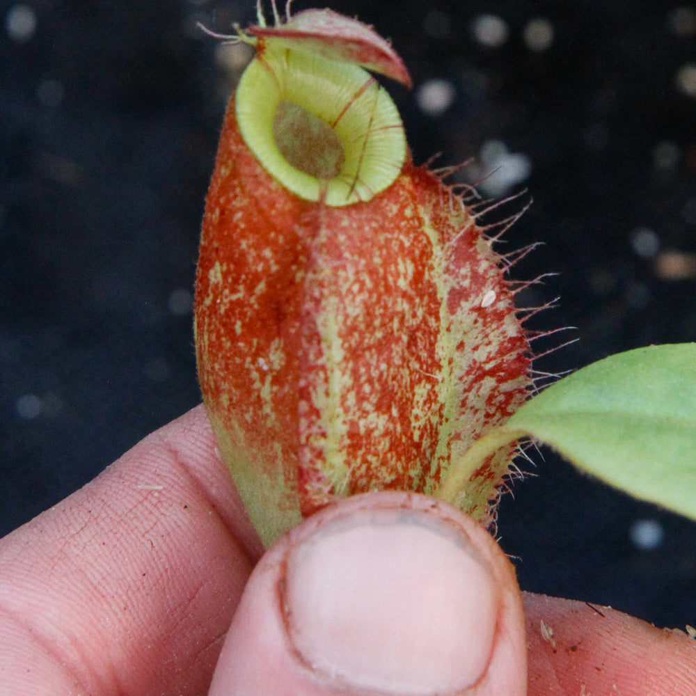 
                      
                        Nepenthes (Rayong Hybrid x ampullaria) x ampullaria-red, CAR-0004
                      
                    
