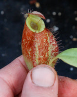 Nepenthes (Rayong Hybrid x ampullaria) x ampullaria-red, CAR-0004