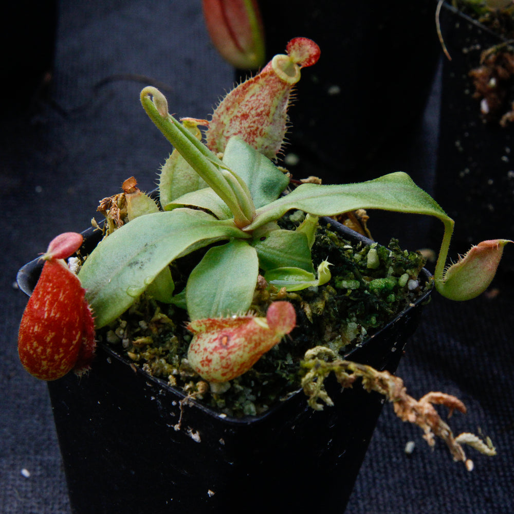 
                      
                        Nepenthes (Rayong Hybrid x ampullaria) x ampullaria-red, CAR-0004
                      
                    