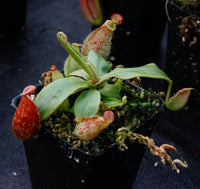 Nepenthes (Rayong Hybrid x ampullaria) x ampullaria-red, CAR-0004