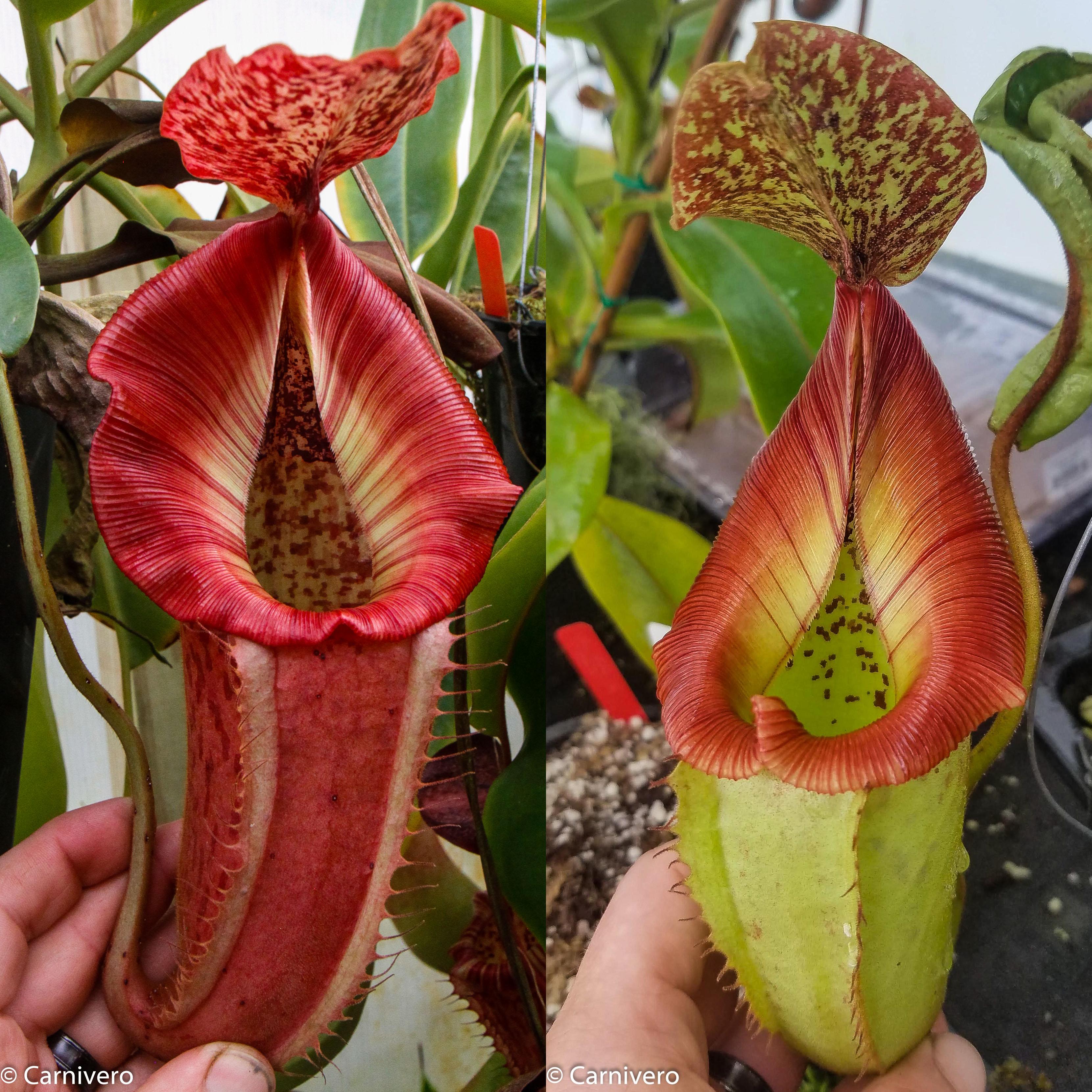 Nepenthes (Rokko x boschiana) x veitchii, CAR-0122 – Carnivero